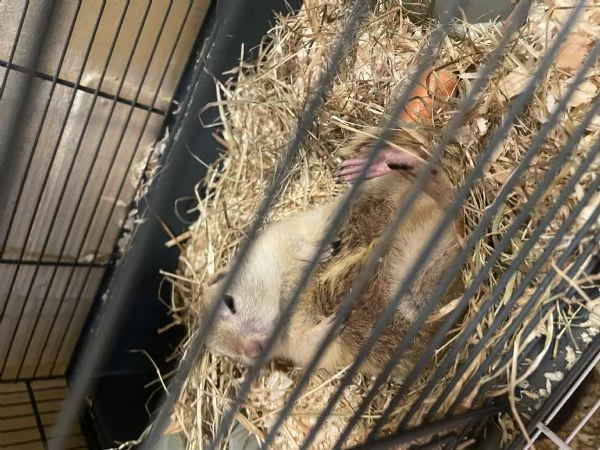 Baby cane della prateria (citello) | Foto 0