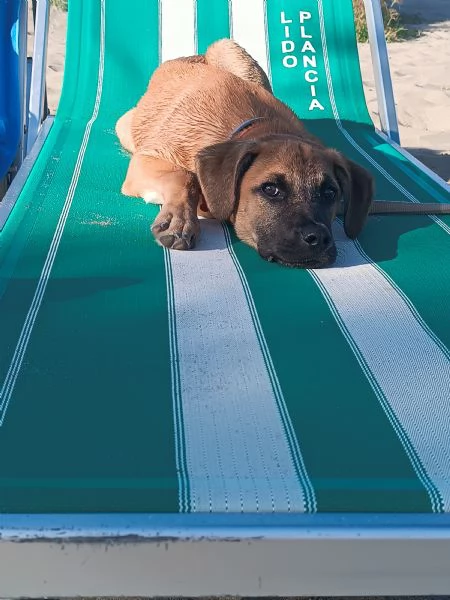 Regalo stupendo cucciolo | Foto 5