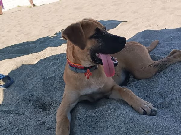 Regalo stupendo cucciolo | Foto 4