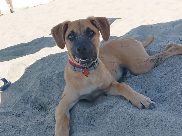 Regalo stupendo cucciolo | Foto 3