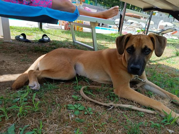 Regalo stupendo cucciolo | Foto 2