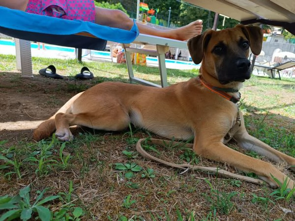 Regalo stupendo cucciolo | Foto 1