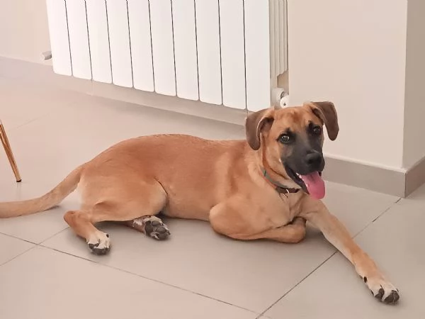 Regalo stupendo cucciolo | Foto 0