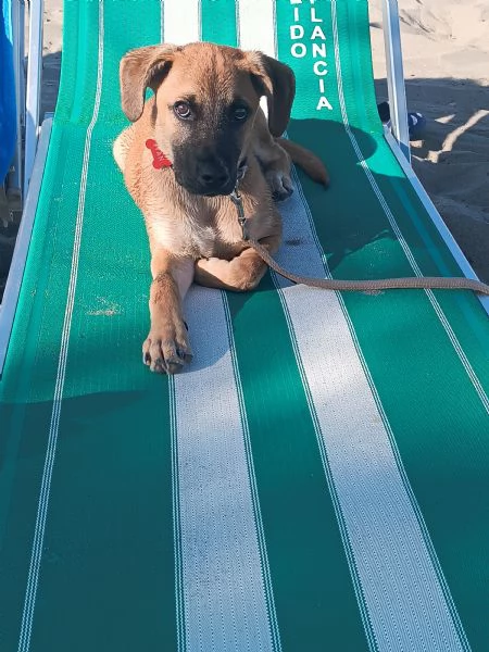 Regalo stupendo cucciolo