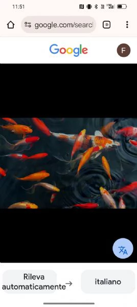 Vorrei vendere carpe koy