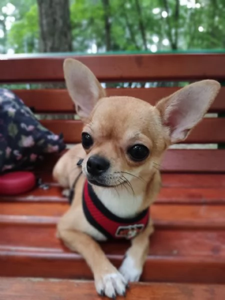 Cuccioli di Chihuahua  | Foto 2