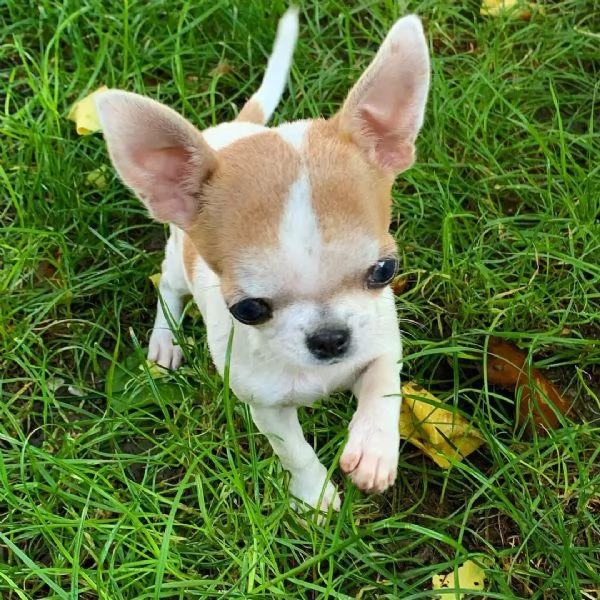 Cuccioli di Chihuahua  | Foto 1
