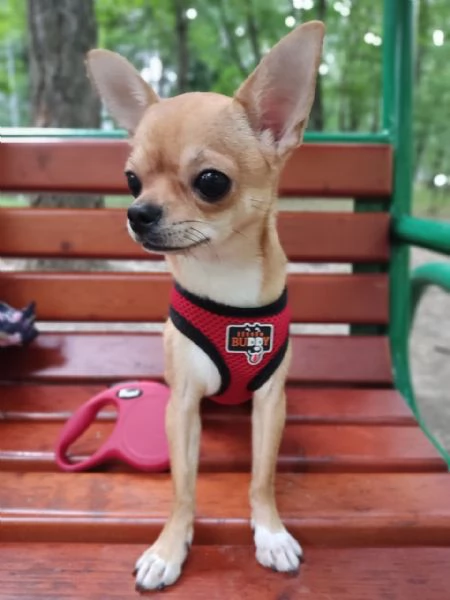 Cuccioli di Chihuahua  | Foto 0