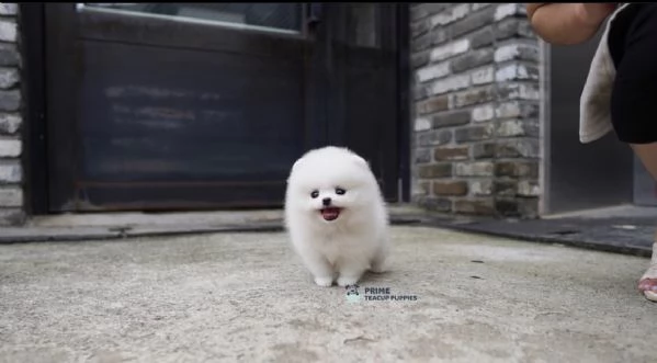 Cucciolo di Volpino Pomerania, divertente e affettuoso | Foto 3