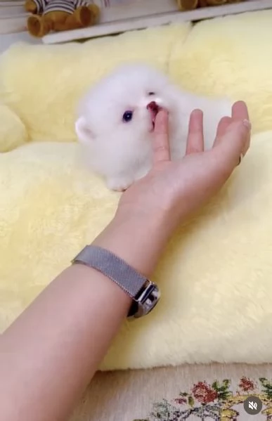 Cucciolo di Volpino Pomerania, divertente e affettuoso | Foto 2