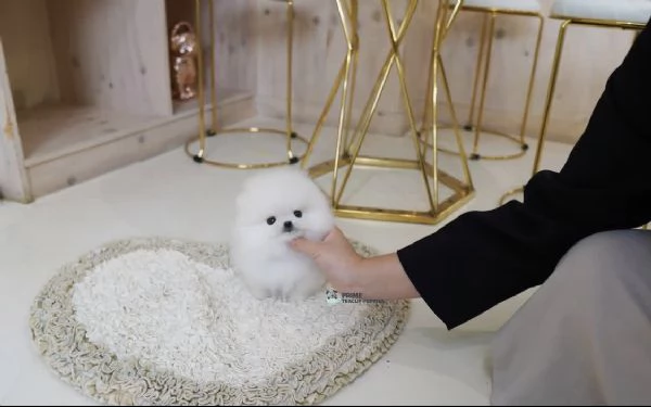 Cucciolo di Volpino Pomerania, divertente e affettuoso | Foto 1