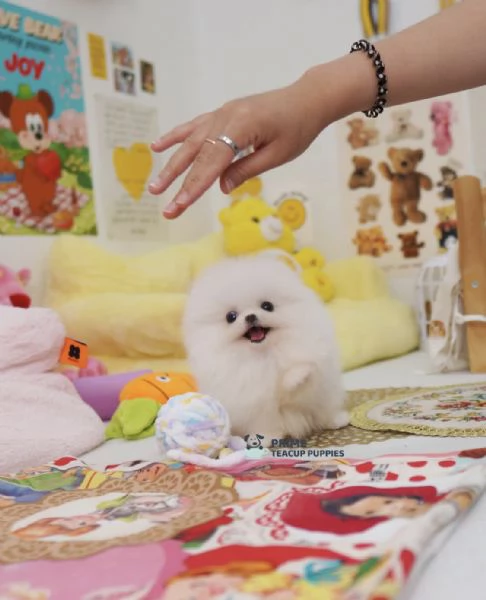 Cucciolo di Volpino Pomerania, divertente e affettuoso | Foto 0