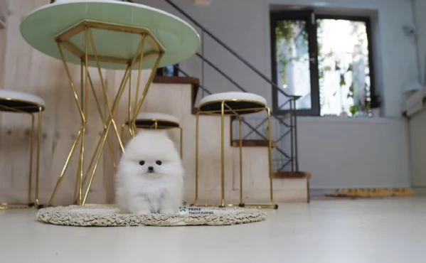 Cucciolo di Volpino Pomerania, divertente e affettuoso