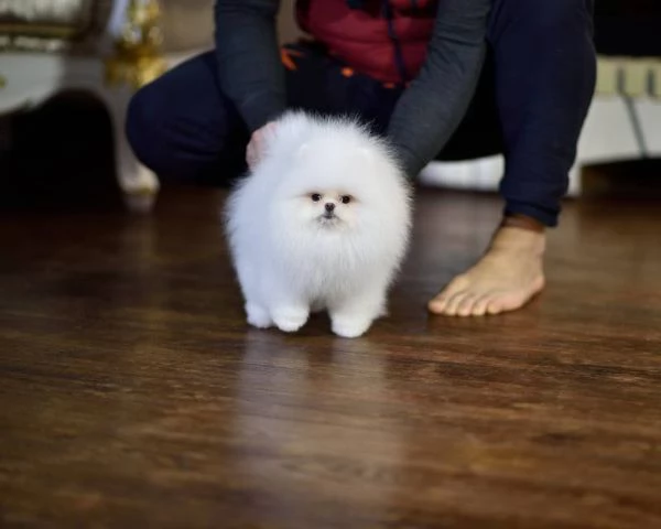 Cuccioli di Pomerania per l'adozione!!!