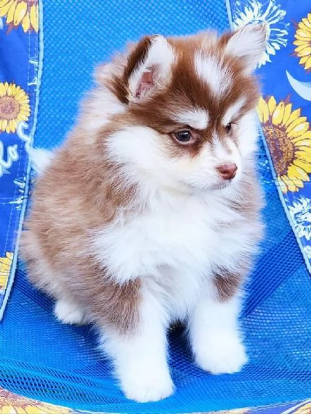 Cuccioli di Pomsky disponibili per l'adozione
