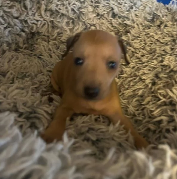 Levriero italiano disponibile per l'adozione.  | Foto 3