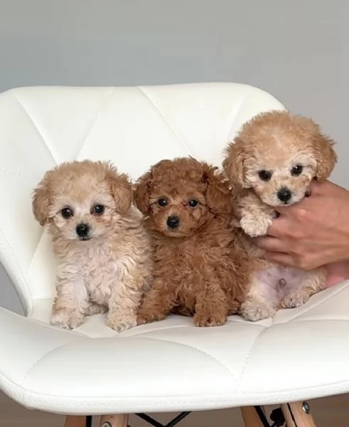 Cuccioli di barboncino toy disponibili per l'adozione