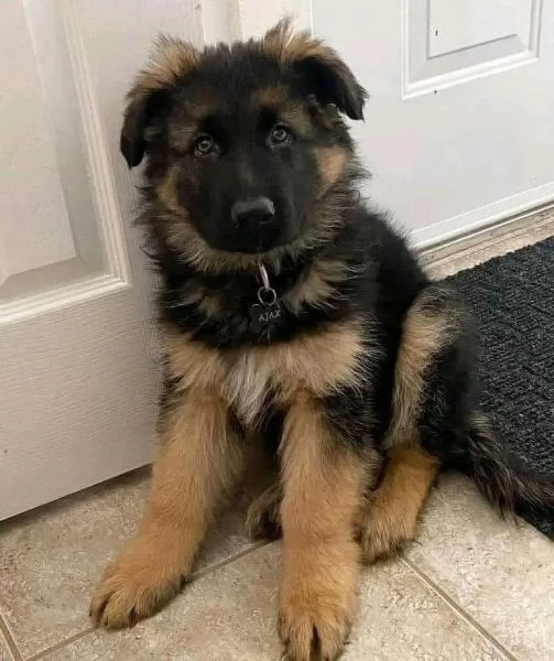 Cuccioli di pastore tedesco in adozione | Foto 0