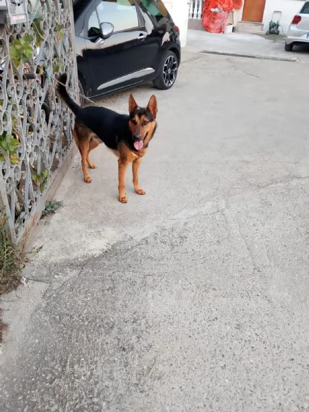 Cane di pastore tedesco di media taglia 