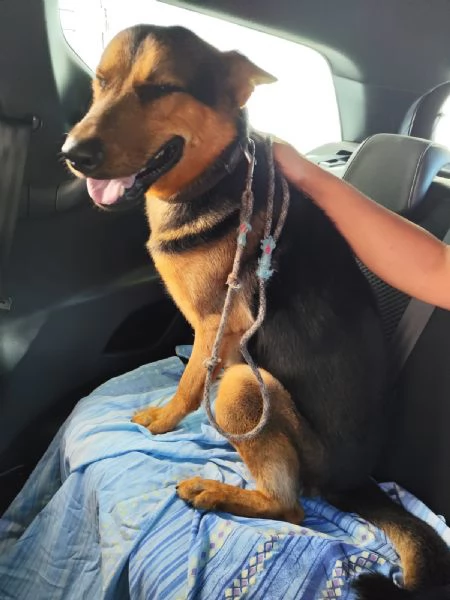 Cane di pastore tedesco di media taglia  | Foto 4