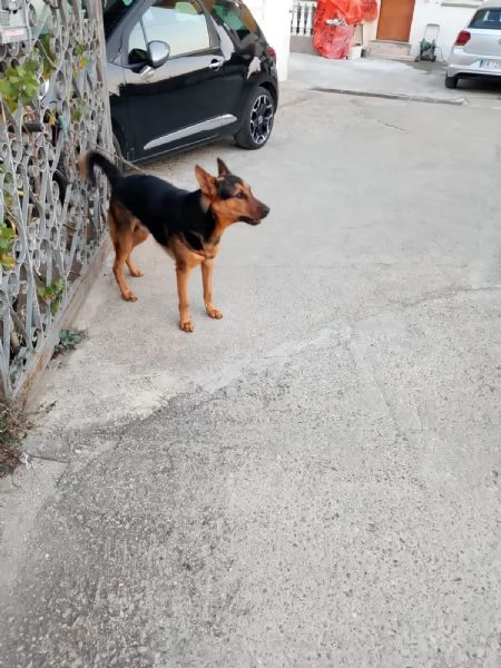 Cane di pastore tedesco di media taglia  | Foto 3