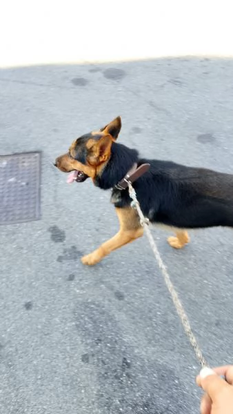 Cane di pastore tedesco di media taglia  | Foto 2