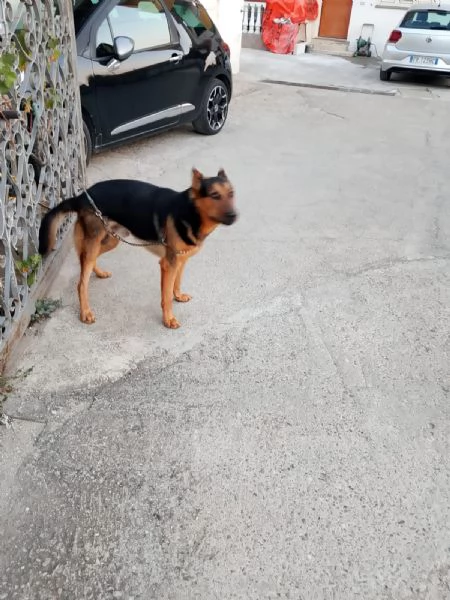 Cane di pastore tedesco di media taglia  | Foto 1