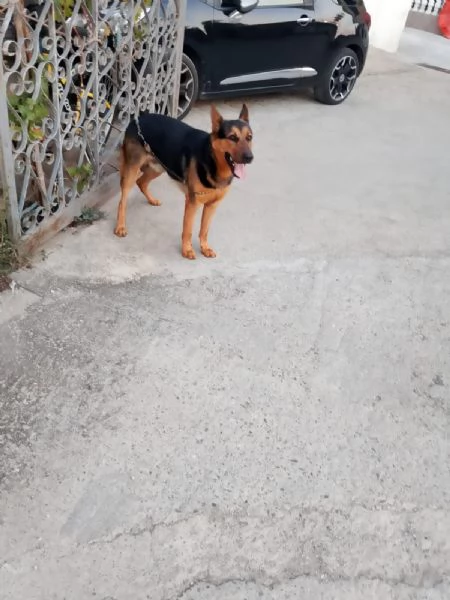 Cane di pastore tedesco di media taglia  | Foto 0