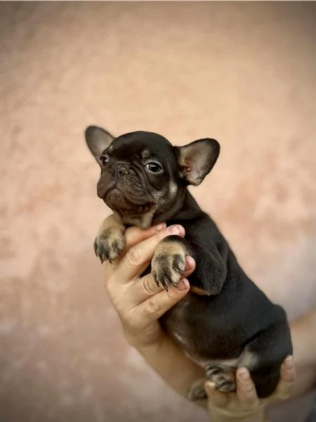 Bulldog Francesi – EXOTIC TOP QUALITY | Foto 6