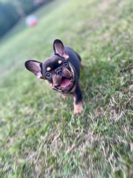 Bulldog Francesi – EXOTIC TOP QUALITY | Foto 5