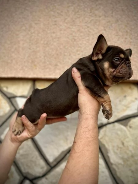 Bulldog Francesi – EXOTIC TOP QUALITY | Foto 4