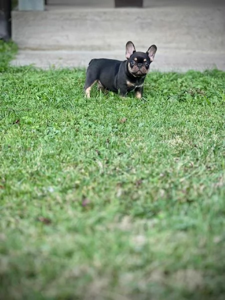 Bulldog Francesi – EXOTIC TOP QUALITY | Foto 3