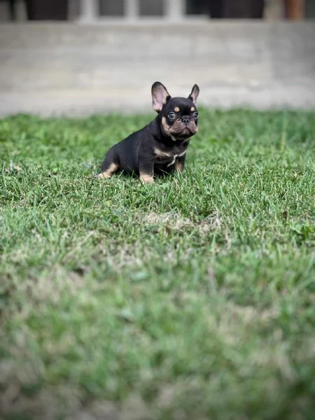 Bulldog Francesi – EXOTIC TOP QUALITY | Foto 2