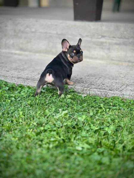 Bulldog Francesi – EXOTIC TOP QUALITY
