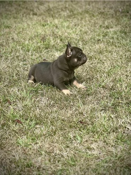 Bulldog Francesi – EXOTIC TOP QUALITY | Foto 1