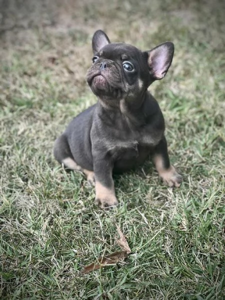 Bulldog Francesi – EXOTIC TOP QUALITY | Foto 0