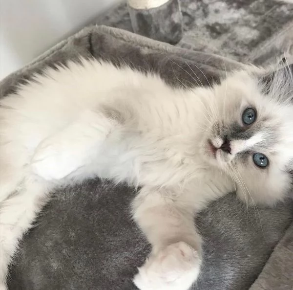 Gattino adorabile | Foto 1