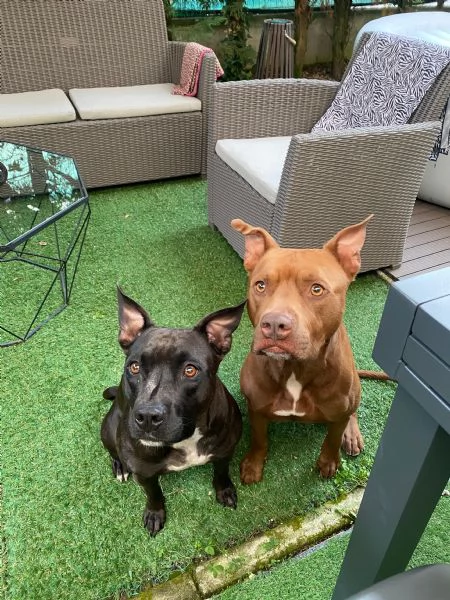 Pitbull coccoloni | Foto 2