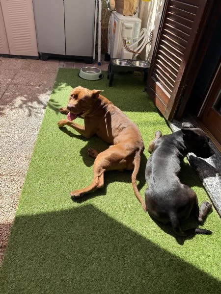 Pitbull coccoloni | Foto 1