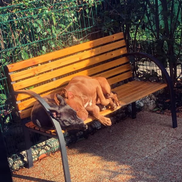 Pitbull coccoloni | Foto 0