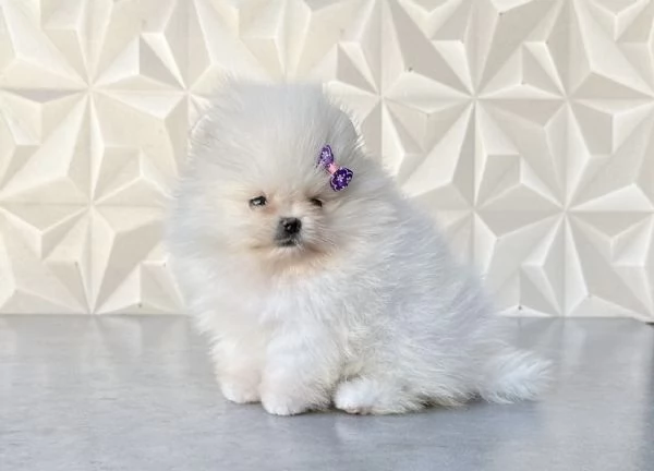 Bellissimi cuccioli di Volpino Pomerania maschio e femmina | Foto 2