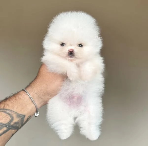 Bellissimi cuccioli di Volpino Pomerania maschio e femmina | Foto 1