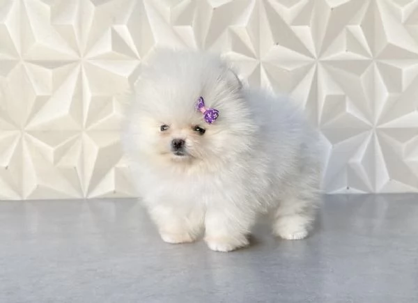 Bellissimi cuccioli di Volpino Pomerania maschio e femmina | Foto 0