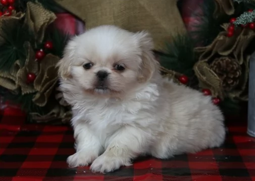 Meravigliosi cuccioli pechinese con pedegree