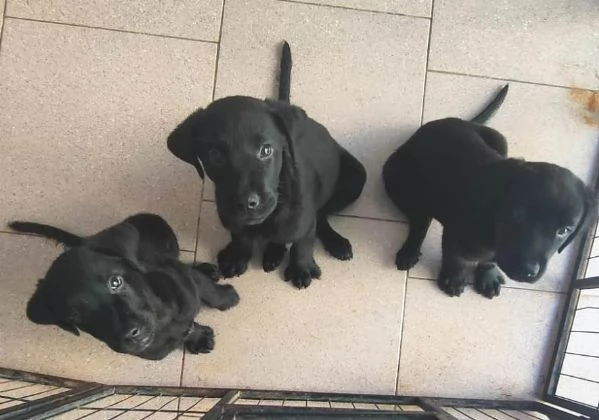 Labrador cuccioli | Foto 1