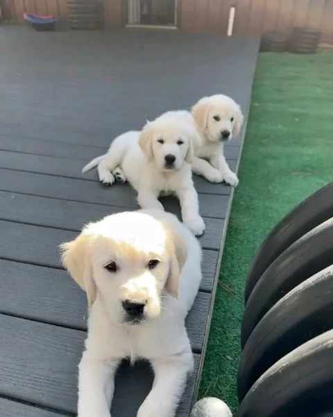 Cuccioli maschi di Golden Retriever | Foto 0