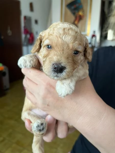 Cuccioli di Barboncini Toy 