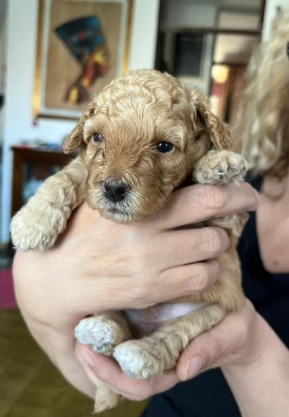 Cuccioli di Barboncini Toy  | Foto 3