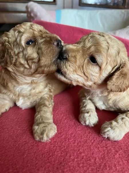 Cuccioli di Barboncini Toy  | Foto 2