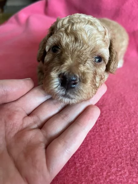 Cuccioli di Barboncini Toy  | Foto 1